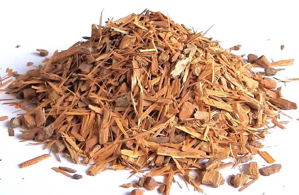 herba tradisional untuk lelaki catuaba